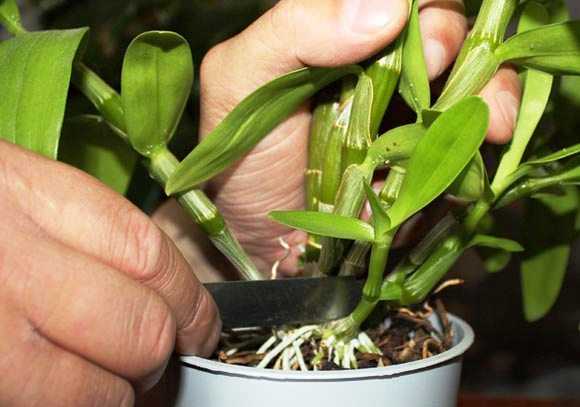 Орхидея дендробиум нобиле: описание, уход и размножение в домашних условиях, что делать когда dendrobium nobile отцвела