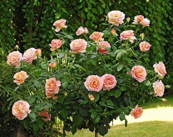 Роза Чарльз Остин (Charles Austin): отзывы, описание Штамбовые розы Чарльз Остин Советы по выращиванию и уходу