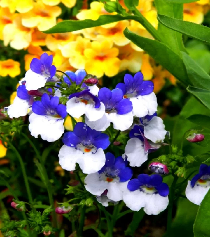 Многолетний цветок немезия - посадка из семян, выращивание рассады и уход на клумбе и дома