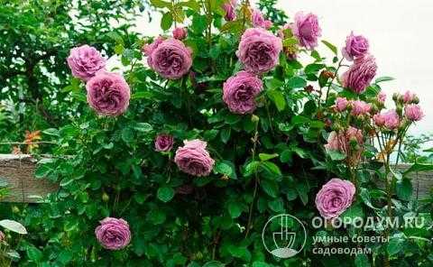 Плетистая роза «индиголетта»: описание сорта, правила посадки и ухода