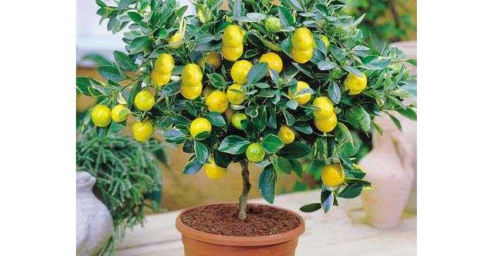 Для чего необходимо пересадить лимон в другой горшок: при покупке, если емкость маленькая, почва истощилась, растение заболело, появились вредители