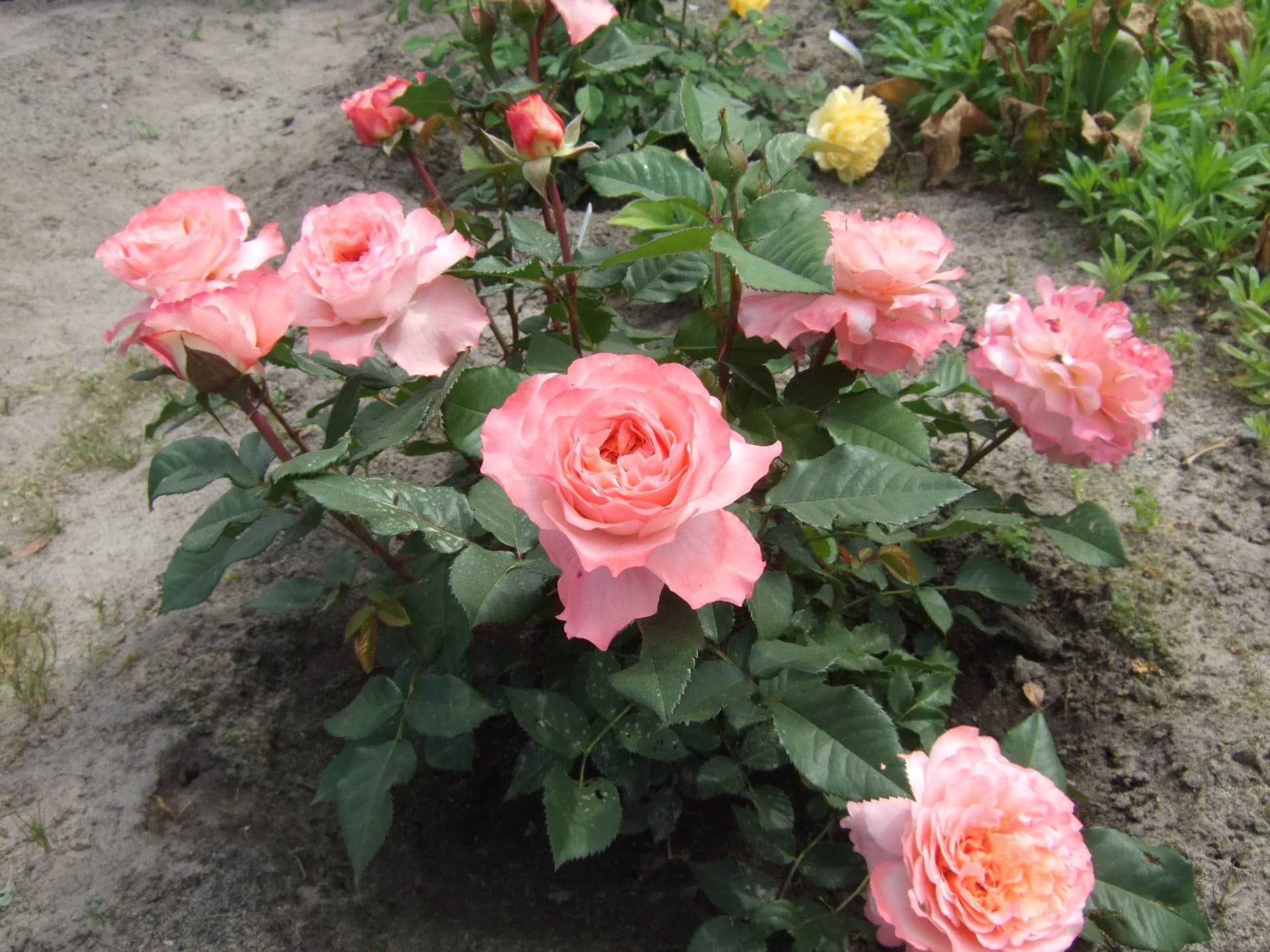 Сорт августа луиза: что это за представитель чайно-гибридных роз, описание, уход