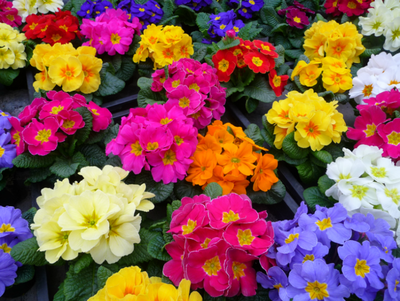 Примула (67 фото): посадка и уход за многолетним садовым цветком, разновидности первоцвет весенний и бесстебельный. как вырастить примулу обыкновенную в открытом грунте?