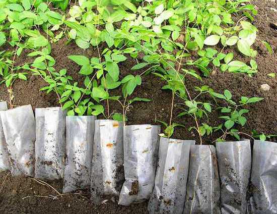 Азимина: выращивание «бананового дерева»