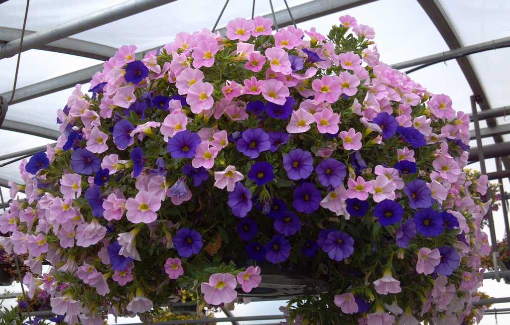 Преимущества ампельных растений и лиан: озеленение балкона цветами в кашпо, оформление сада многолетниками