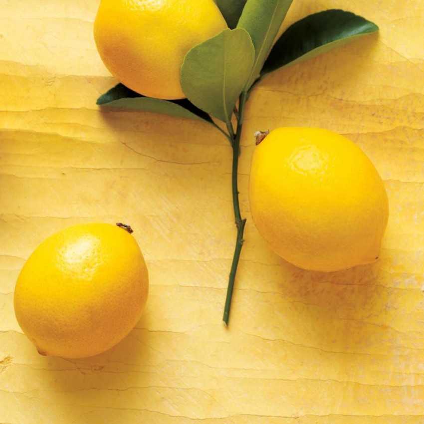 Как прививают лимон в домашних условиях чтобы он плодоносил