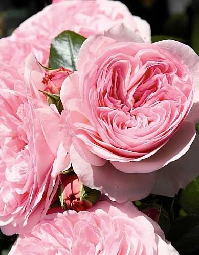 Описание розы флорибунда сорта поэзия: как посадить и ухаживать за кустом в саду