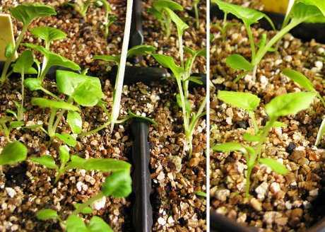 Секреты выращивания из семян многолетней садовой примулы, а также советы по посадке и уходу