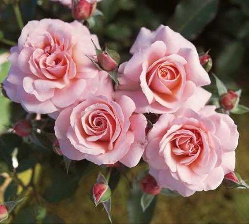 Роза полиантовая – посадка и уход в открытом грунте. выращивание полиантовой розы из семян. описание, виды. фото