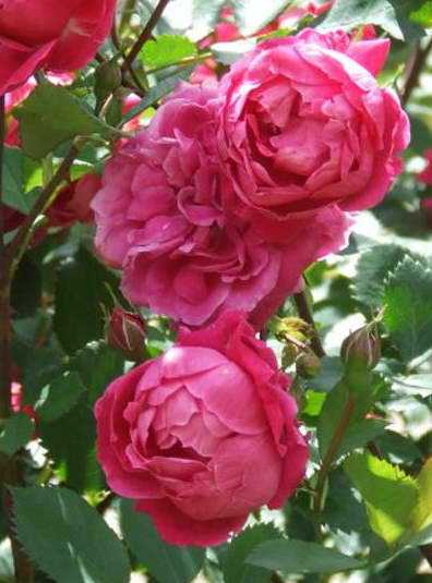 Роза фламентанц (flammentanz) — посадка и уход, как обрезать после цветения