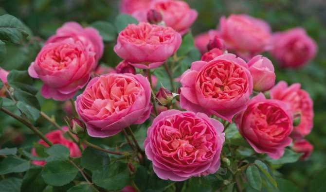 Роза голден селебрейшен (golden celebration) - английские розы: описание