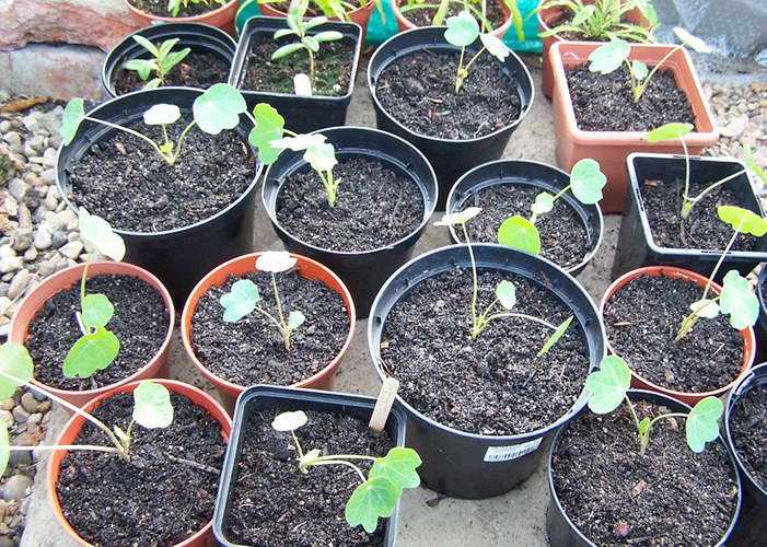 Настурция: выращивание из семян, посадка и уход в саду