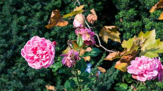 Плетистая роза: посадка и уход в открытом грунте