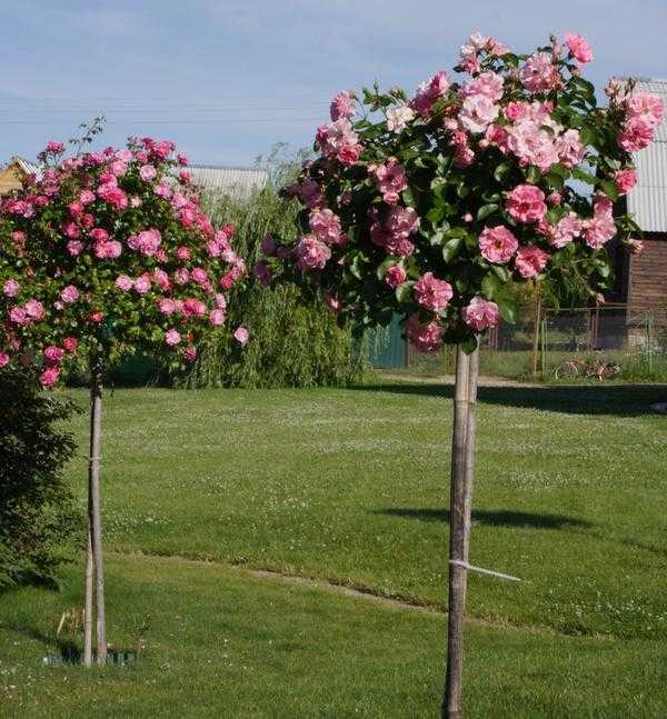 Штамбовые розы: описание, посадка и уход