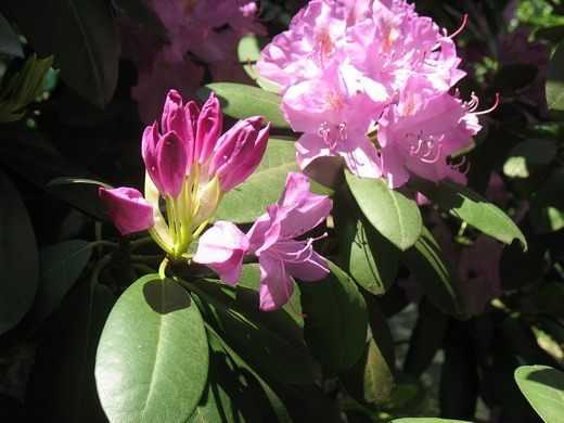 Рододендрон: описание, посадка в открытом грунте и уход за ним, чтобы обеспечить пышное цветение от подмосковья до сибири (80 фото & видео)