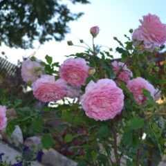Розы дэвида остина посадка и уход + фото - скороспел