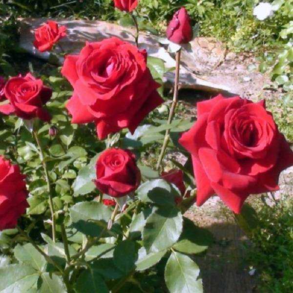 Сорт розы из группы флорибунда сим салабим: характеристики плетистого кустарника