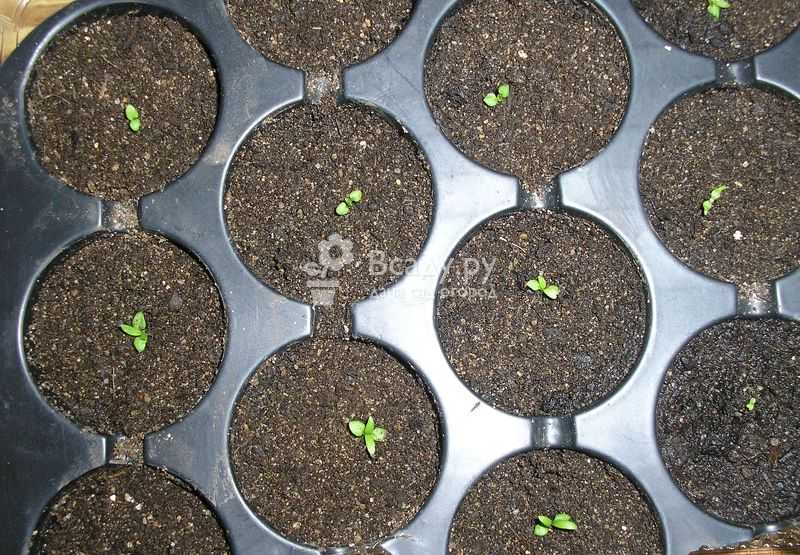 Как вырастить клематис из семян: пошаговая инструкция