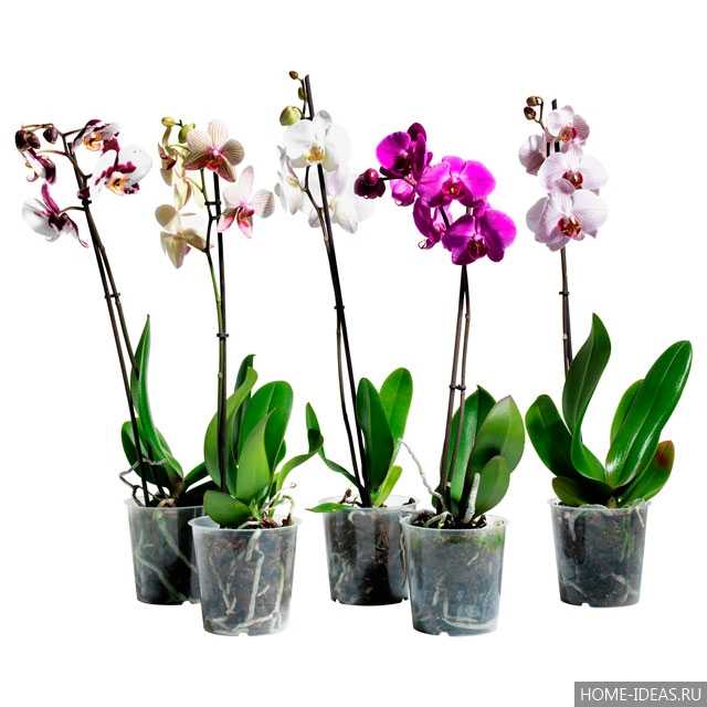 Как выращивать орхидеи из семян в домашних условиях?