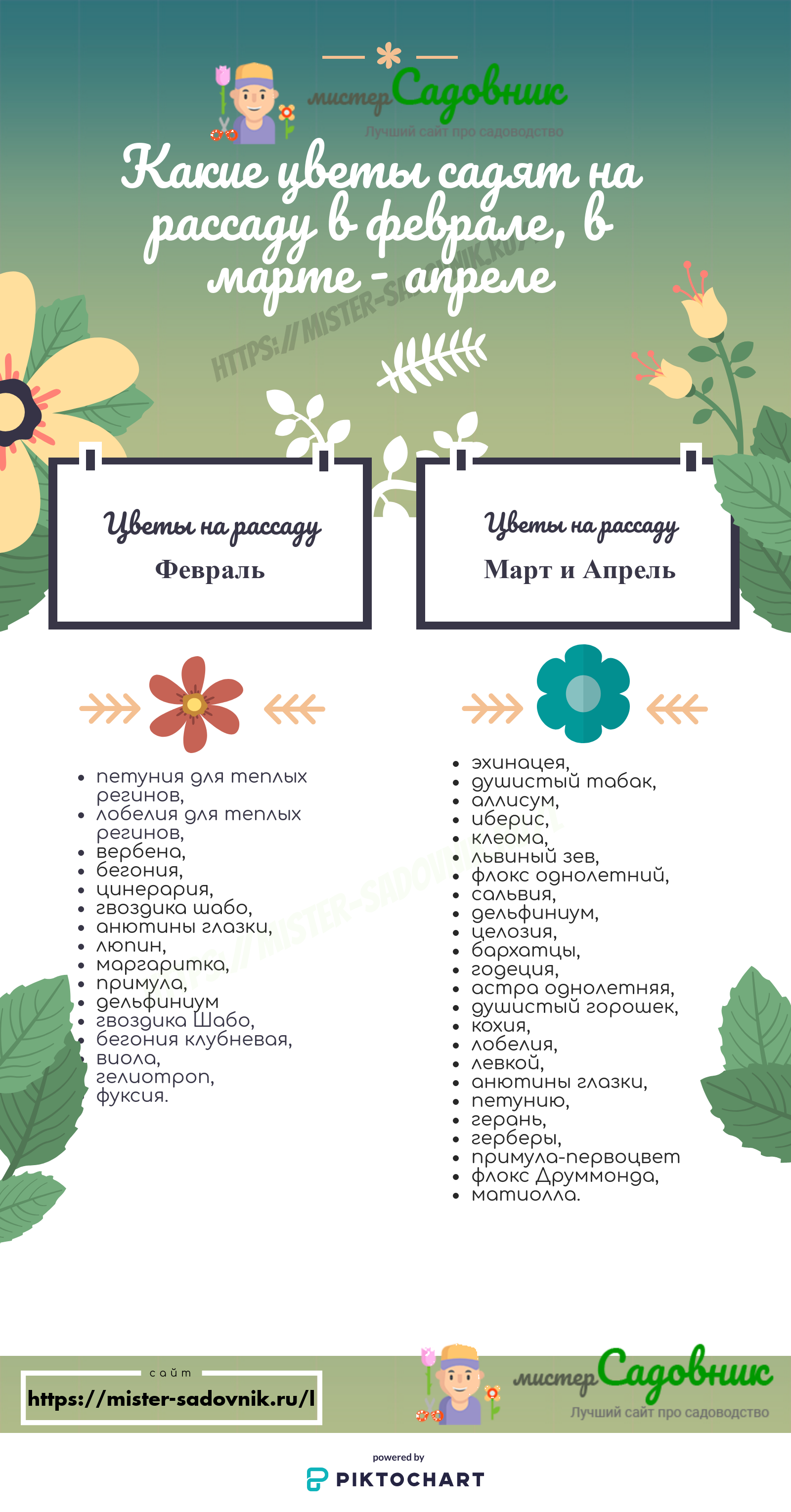 Цветок годеция: фото, описание, посадка и уход в открытом грунте - sadovnikam.ru