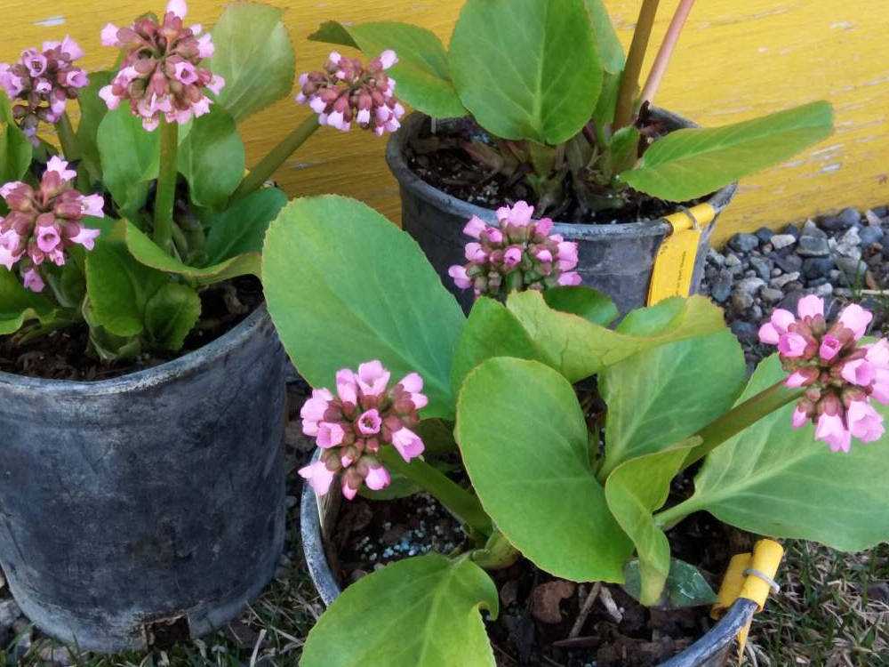 Какой сад без тюльпанов: выращивание и уход в открытом грунте