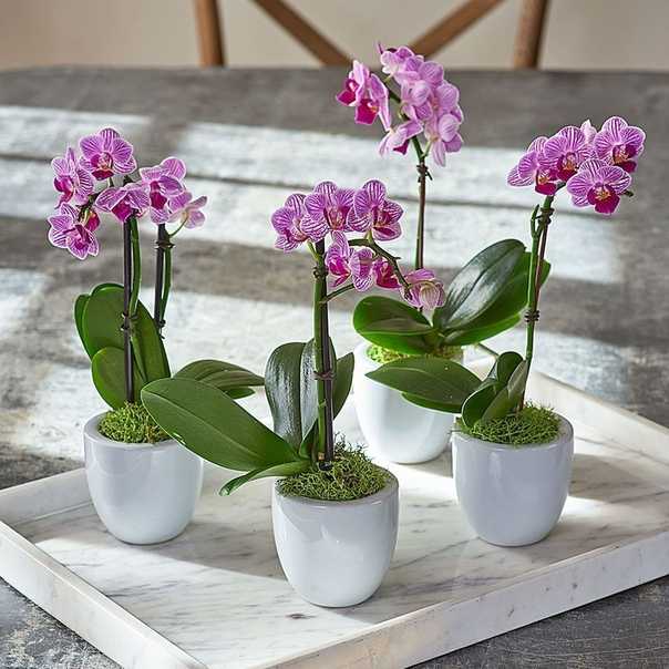 Орхидея ванда — уход и выращивание цветка в домашних условиях
