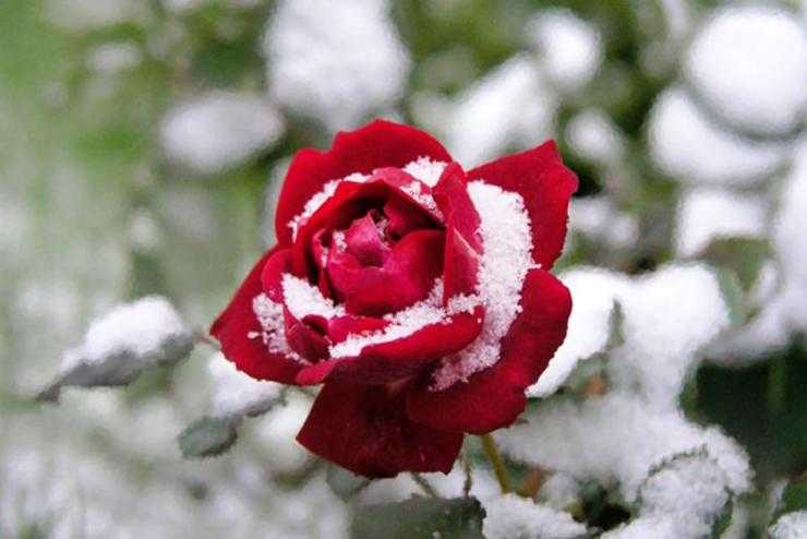 Подготовка и укрытие роз на зиму: техники, способы, материал, рекомендации