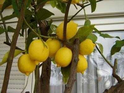 Описание лимона павловский