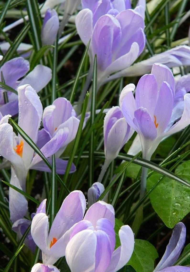Цветок крокус (шафран): описание, посадка и уход в открытом грунте, способы применения крокусов