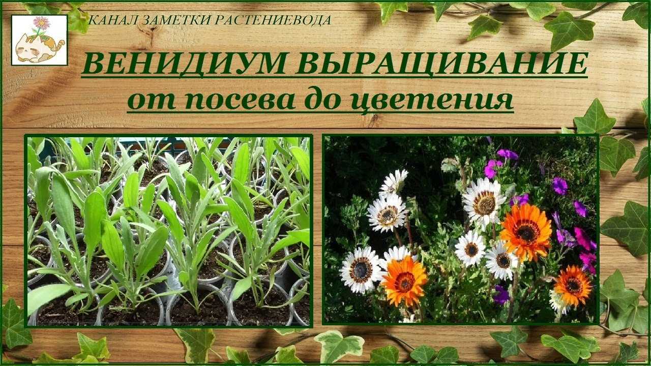 Диасция: выращивание из семян, фото, особенности ухода, советы и рекомендации