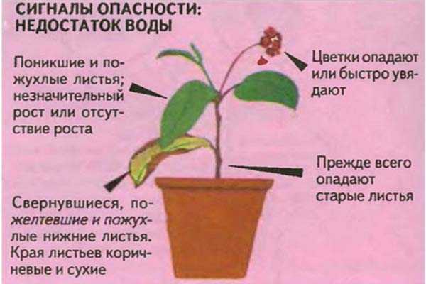 Комнатные растения, домашние цветы: уход за ними, выращивание комнатных растений