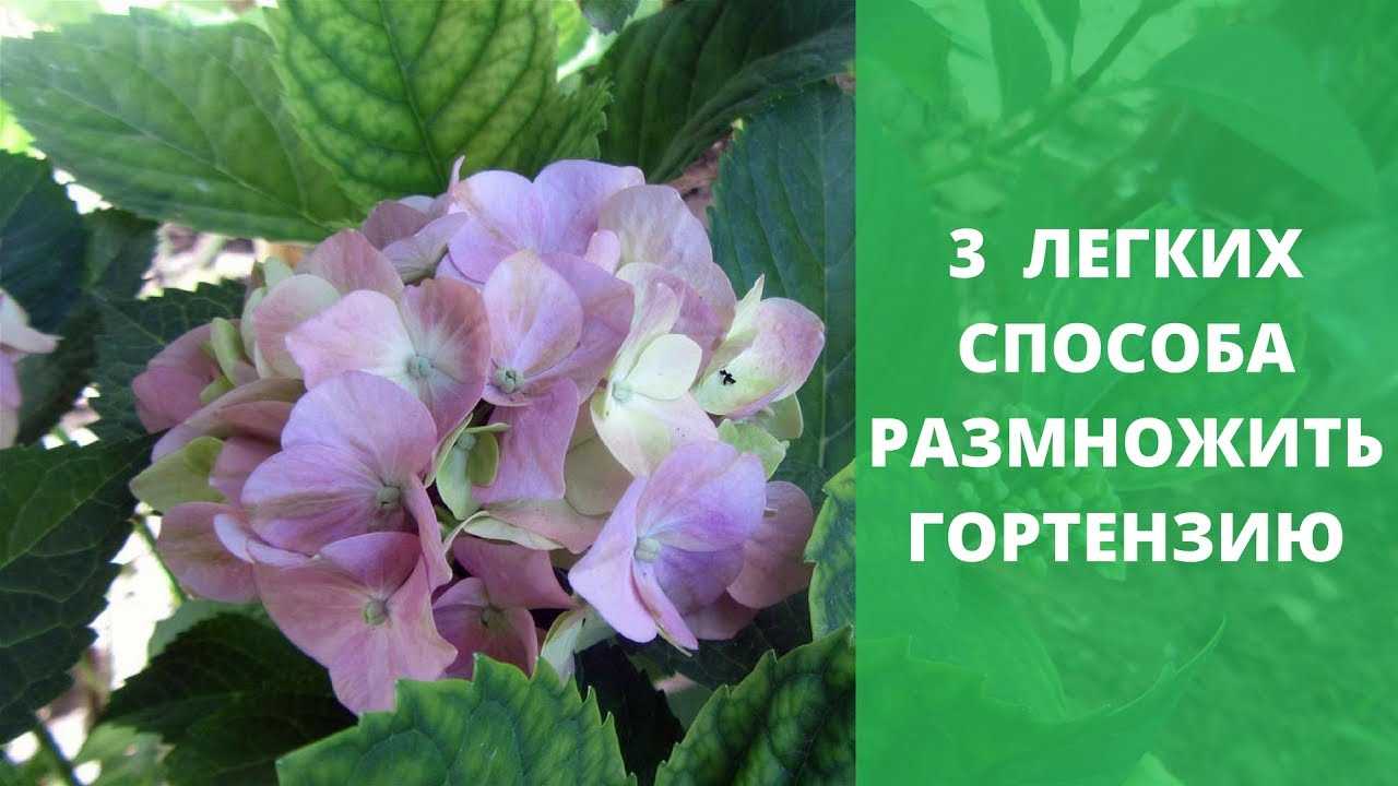 ✅ способы размножения садовой гортензии: черенками, делением куста осенью - tehnomir32.ru