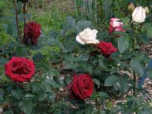 Роза блэк мэджик: уход и содержание, выращивание в открытом грунте