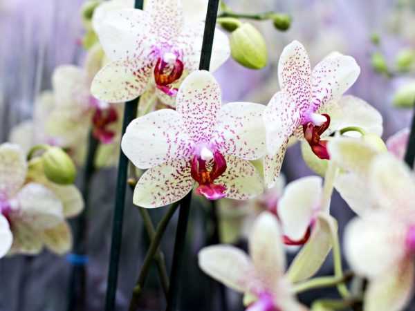 Размножение орхидеи дендробиум в домашних условиях. видео на supersadovnik.ru