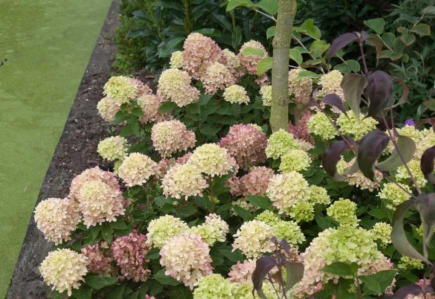 Красавица гортензия «литл лайм» – изысканный стиль вашего сада