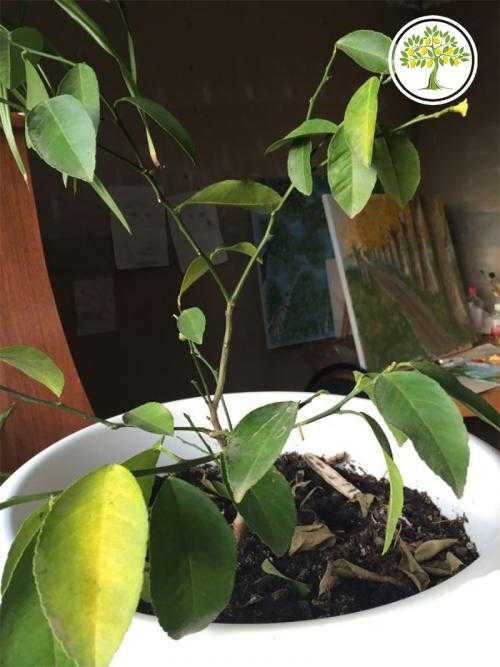 Листья лимона желтеют и сохнут с конца и по краям: почему кончики вянут, что делать для спасения растения?дача эксперт