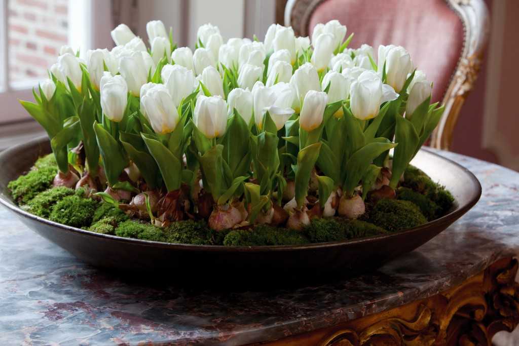 Тюльпаны в горшке в домашних условиях: какие сорта подходят, когда и как сажать, правила ухода, сроки выкапывания после цветения Алгоритм выращивания в вазонах на улице