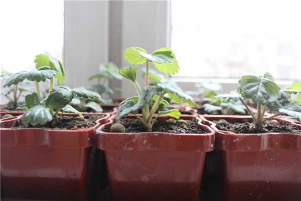 Как вырастить гортензию из семян - theflowers