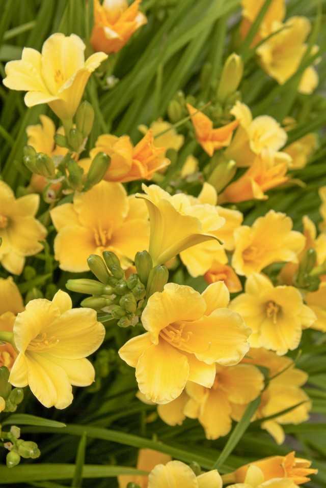 Лилейник (100 фото): посадка и уход за цветами в открытом грунте. чем подкормить красоднев в саду? способы размножения