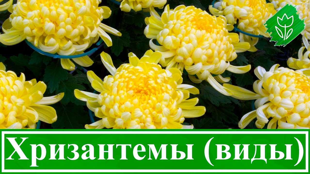 Хризантемы белые, желтые — описание видов и сортов