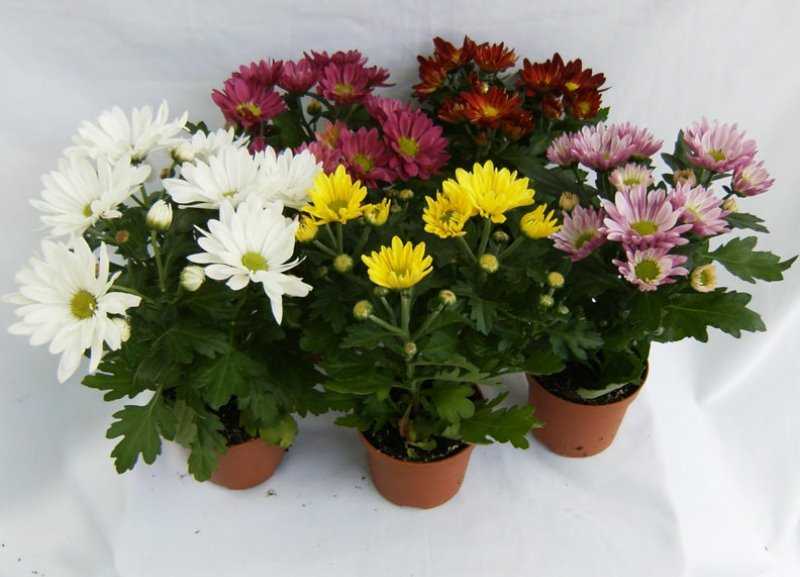 Крупноцветковые хризантемы: разновидности, советы по выращиванию и размножению