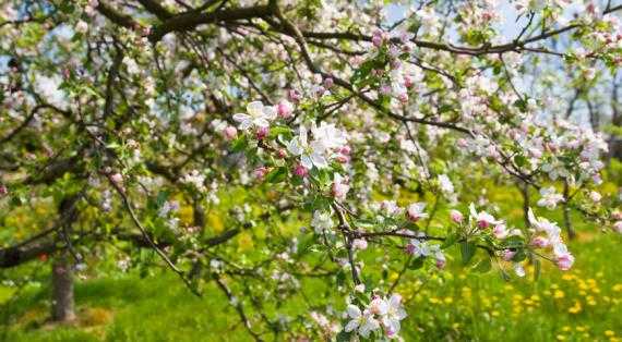 Как проводится подкормка вишни весной и летом