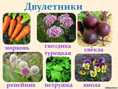 Цветущие все лето почвопокровные многолетники: название, описание и фото стелящихся растений