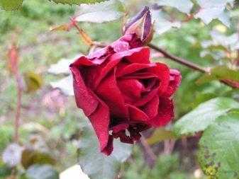 Роза чг супер гранд аморе, grande amore - описание сорта, отзывы, фото | о розе