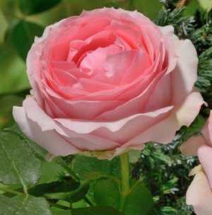 Роза румба: отзывы, фото, описание цветочного сорта плетистой флорибунды клайминг, выращивание, посадка и уход