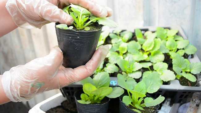 Посев и выращивание рассады виолы (анютины глазки) в домашних условиях
