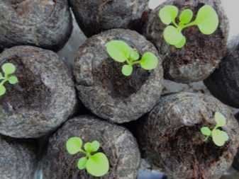 Как посадить петунию в торфяные таблетки: поэтапно с фото, видео