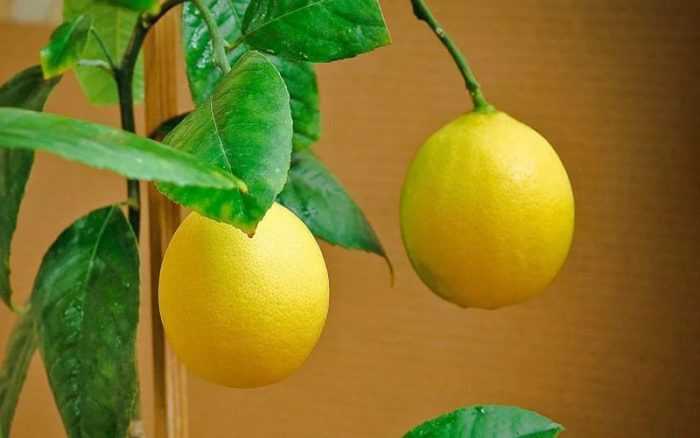 Лимон павловский: описание сорта, уход в домашних условиях