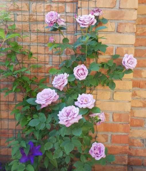 Роза индиголетта (indigoletta): фото, отзывы, описание, характеристики.