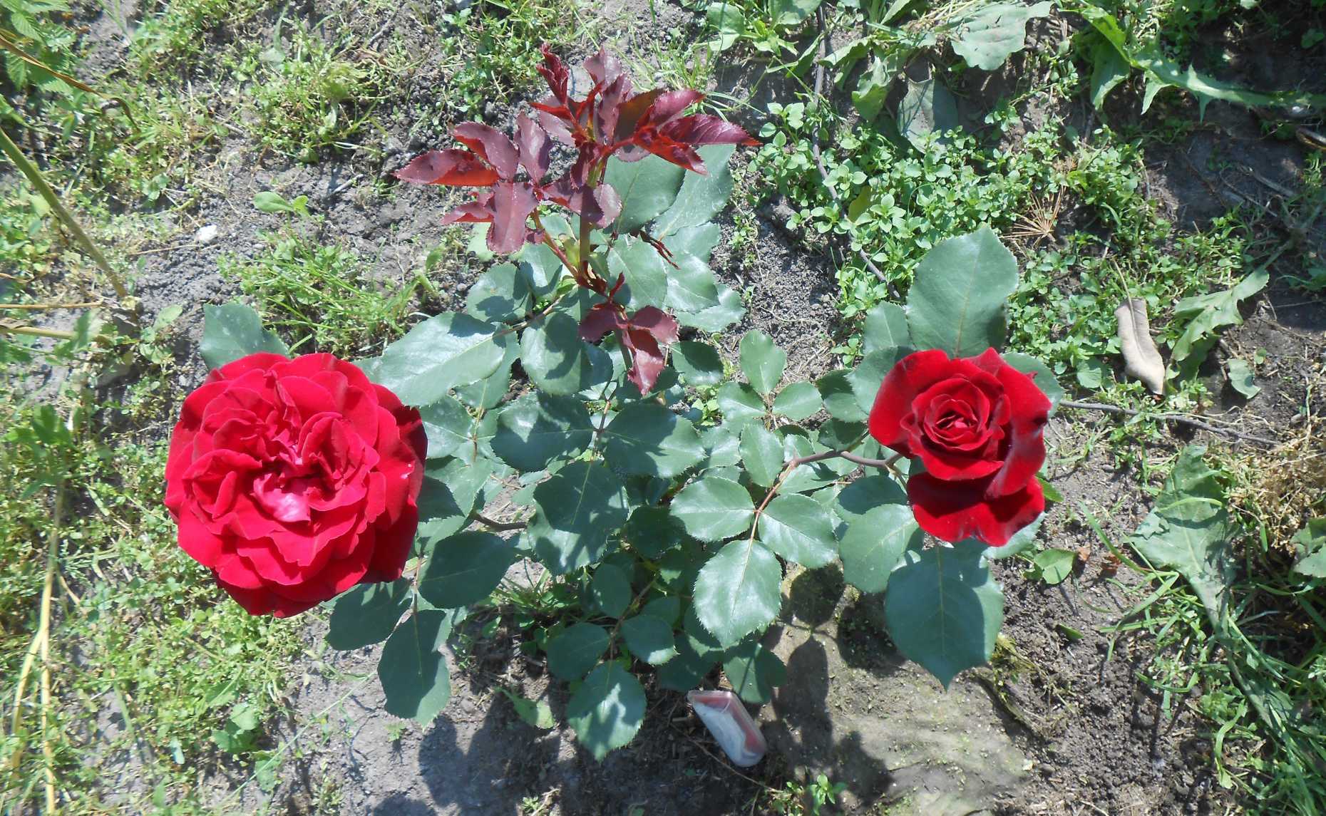 Роза плетистая Дон Жуан: фото и описание Советы по выращиванию, формированию куста, обрезке на зиму